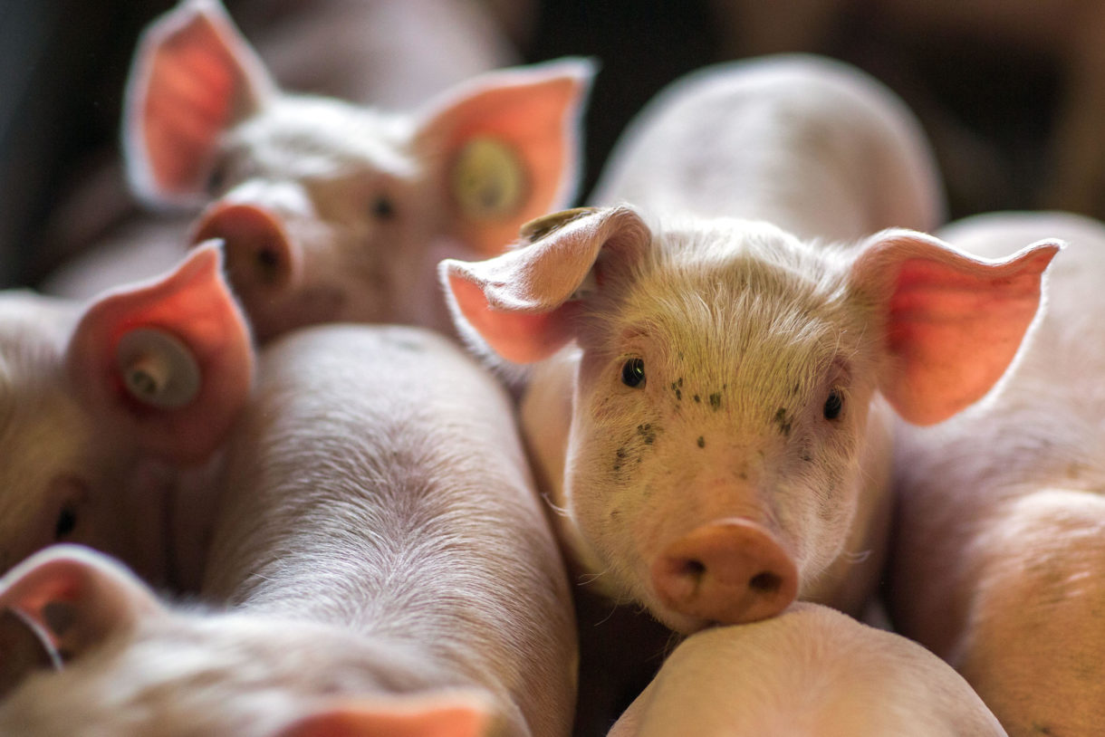 Breaking news: USDA eliminates speed limits for killing pigs at  slaughterhouses · A Humane World