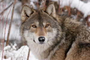 Wyoming says wolf poacher can continue doing business as an outfitter and hunting guide