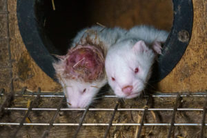 Shocking HSI investigation reveals terror, suffering of foxes and mink on Finland’s fur farms