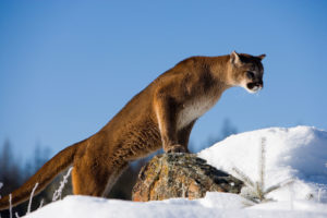 South Dakota will allow trophy hunters to kill 30 percent of its mountain lions