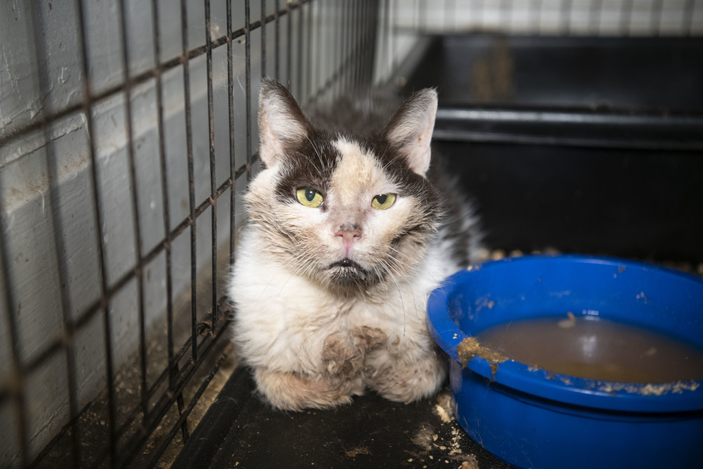 Rescuers pulling out around 150 cats and other animals from alleged neglect  situation in Pennsylvania · A Humane World