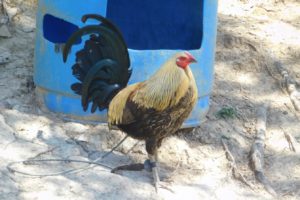 Breaking news: Department of Justice defends federal cockfighting ban in Puerto Rico, Guam