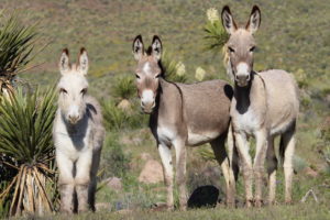 HSUS- and HSLF-backed plan for wild horses and burros rejects slaughter, offers much-needed reprieve