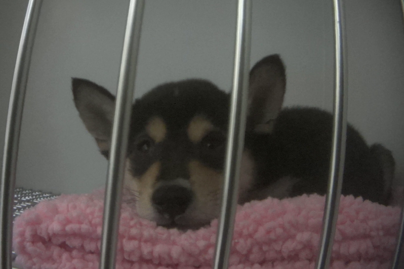 More horror stories of sick Petland puppies emerge