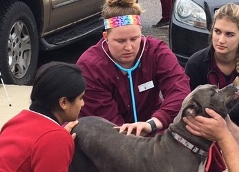 HSVMA links veterinary professionals to animal welfare needs and programs