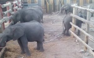 Zimbabwe ships more than 30 baby elephants, torn from the wild, to Chinese zoos