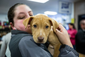 20,000 shelter pets adopted through HSUS pet store conversion program