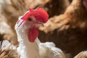 BREAKING NEWS: Michigan passes law ending cages for hens; first Midwestern state to do so