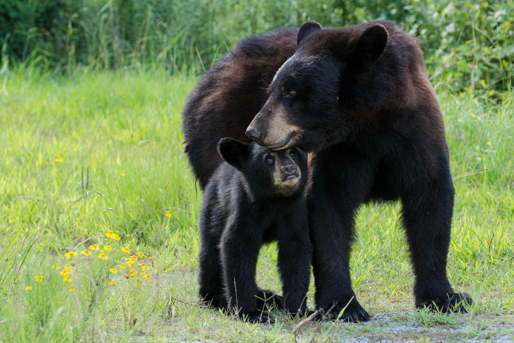 New poll shows more Floridians than ever oppose hunting of black bears
