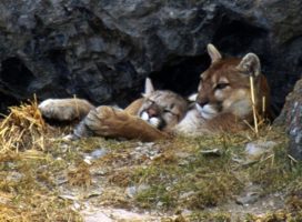 BREAKING NEWS: New Mexico votes to end trapping of cougars