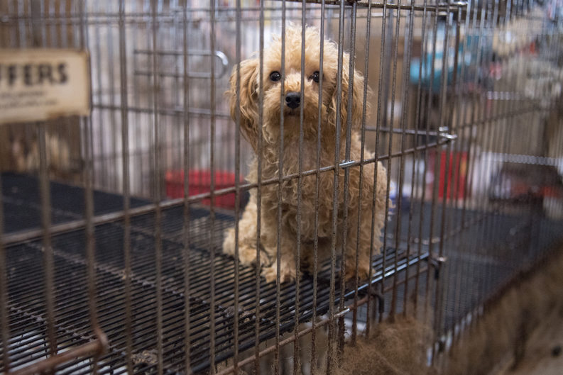 USDA moves to permanently hide animal welfare records on puppy mills,  walking horse shows and other regulated businesses · A Humane World