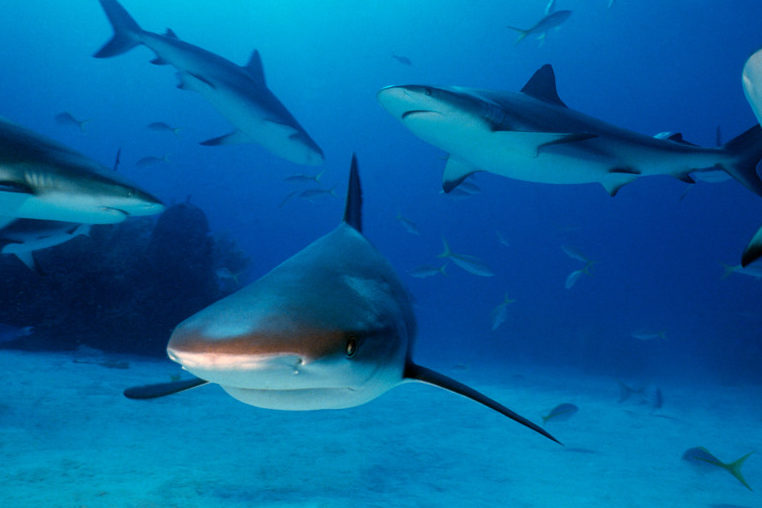 New Jersey lawmakers ban shark fin sales; 14th U.S. state to crack down on the trade
