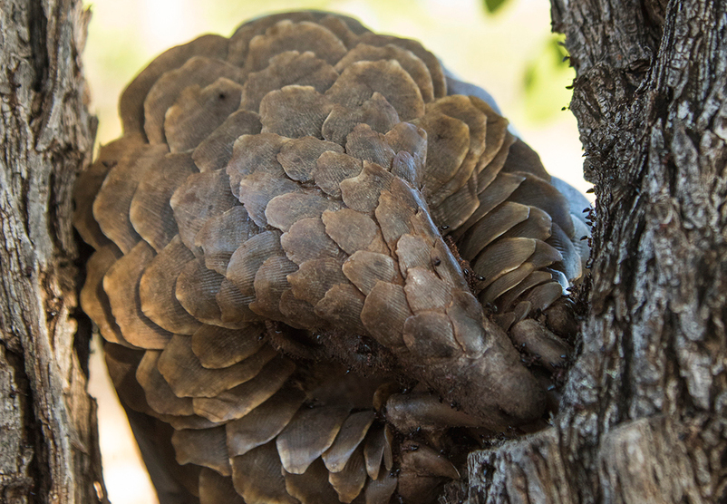 HSUS, HSI and partners threaten to sue U.S. for failing to protect pangolins