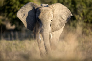 Victories for wildlife in 2019 include wins against wildlife killing contests, trophy hunting and marine mammal captivity