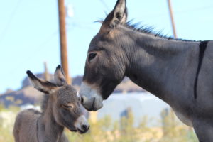 Update: Trump signs omnibus funding package with wins for horses and burros, companion animals, animals in research and more