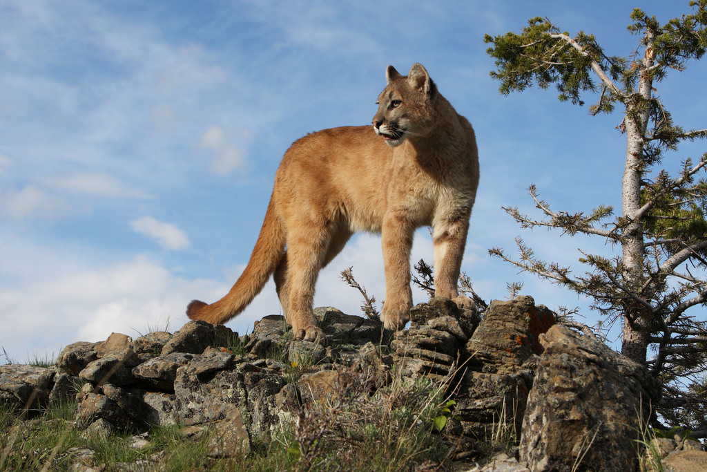 Washington state plans to increase trophy hunting of cougars despite widespread public opposition