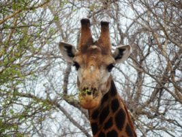 BREAKING NEWS: Gov. Cuomo signs bill making New York first U.S. state to ban giraffe trade