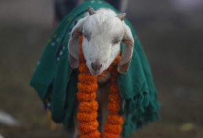 Animal sacrifice resumes at Gadhimai, Nepal, but on smaller scale