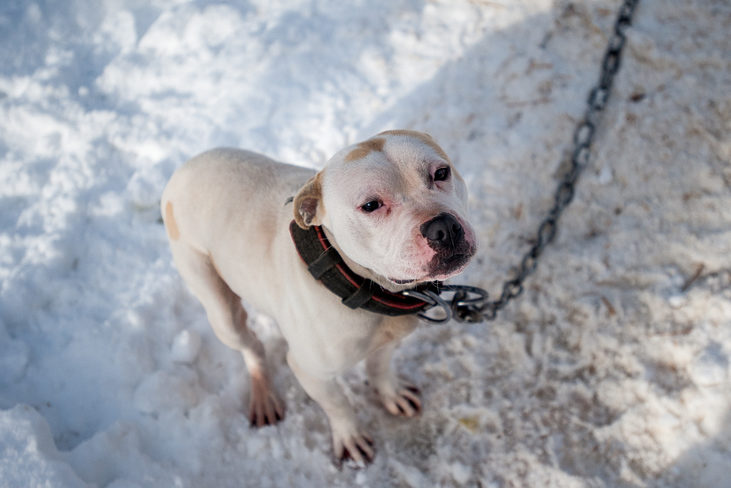 States, localities step up to help pets left outside in the cold