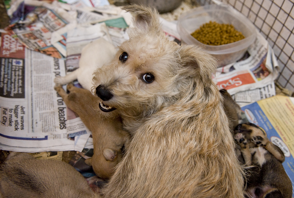 New Maryland law heralds progress against puppy mills nationwide