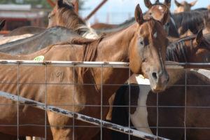 U.S. House members hear compelling testimony on bills to protect horses from drugging, slaughter