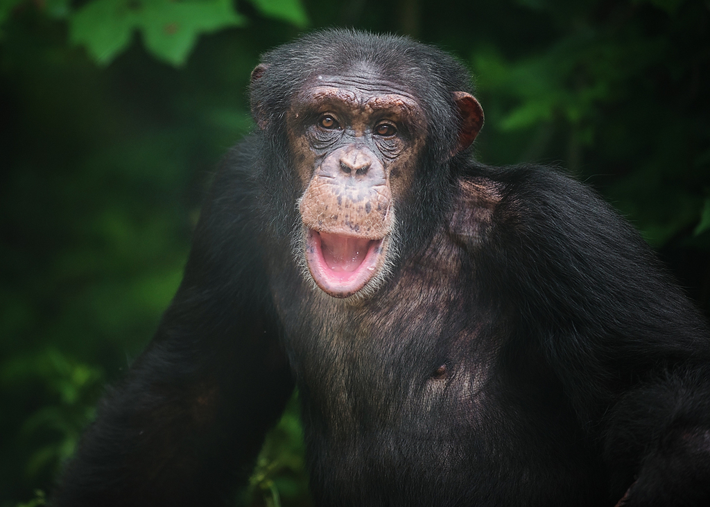 New building makes room for more chimpanzees to retire at Project Chimps