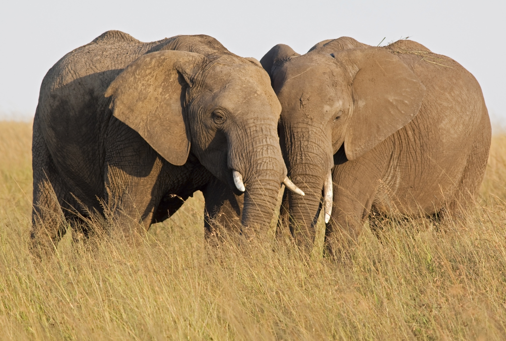 Canadian Safari Club chapter shuts down elephant trophy hunt auction following protests