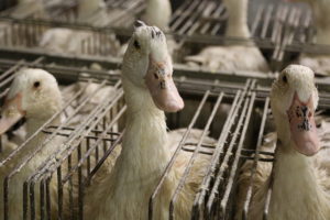 Breaking news: Court rules California’s foie gras ban will stand