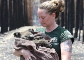 HSI responders saving koalas, kangaroos and other animals in wildfire-ravaged Australia