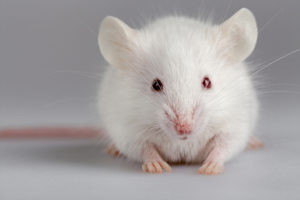 Let’s make this the year we end cosmetics testing in all of the United States