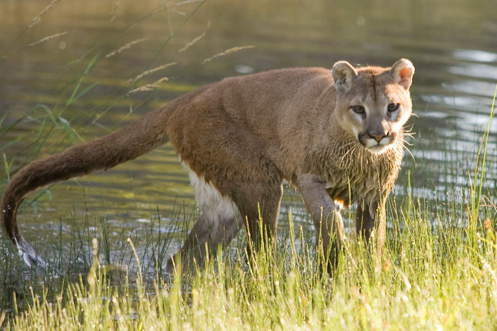 Nebraska once again opens its fragile mountain lion population to trophy hunters
