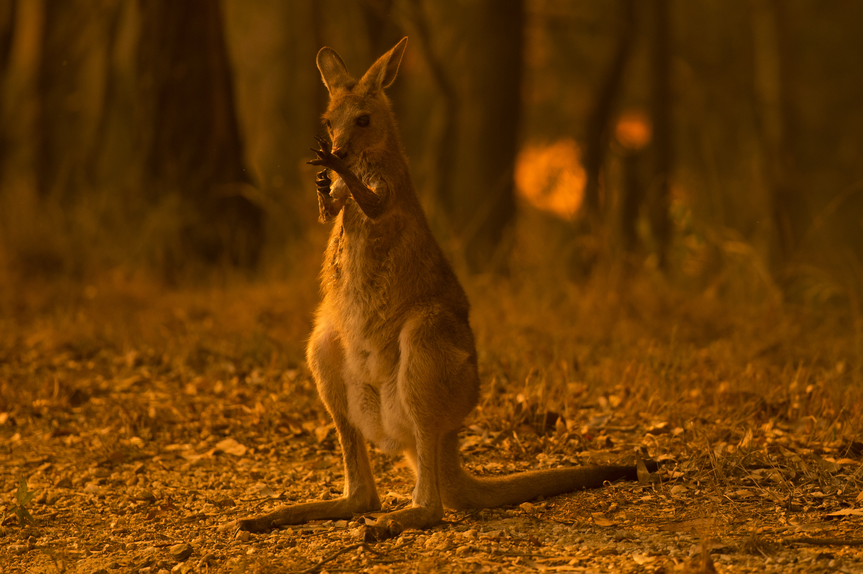 HSI will deploy this week to help animals affected by Australian wildfires  · A Humane World