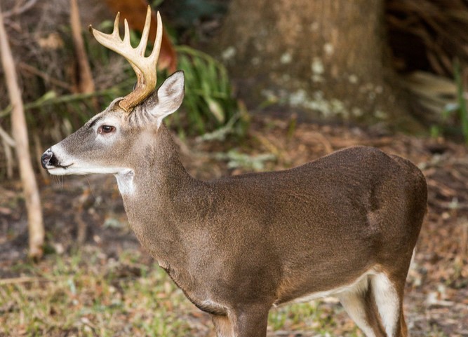 Breaking news: Pennsylvania charges two teens who abused a dying deer with animal cruelty under Libre’s Law