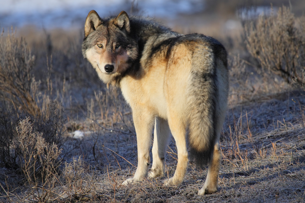 Twenty-five years after their return, Yellowstone wolves face new  challenges · A Humane World