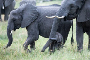 Botswana sells 60 elephants for trophy hunts at first auction since it ended ban