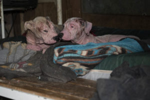 Breaking: HSUS helps rescue 140 dogs from alleged severe neglect situation in Florida county