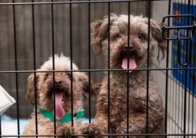 Another Petland will have to stop selling puppies and kittens after Illinois city passes anti-puppy-mill ordinance