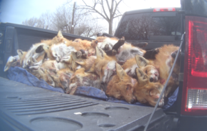 Undercover investigation of Maryland wildlife killing contests reveals cruelty, indifference to animal suffering