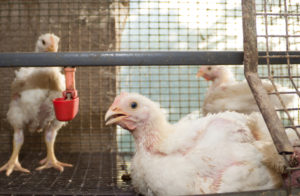 HSUS, other groups sue Trump administration for speeding up chicken slaughter