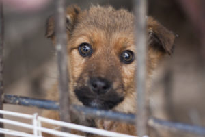 BREAKING NEWS: On Congress’s orders, USDA begins restoring inspection reports for puppy mills, roadside zoos and other facilities