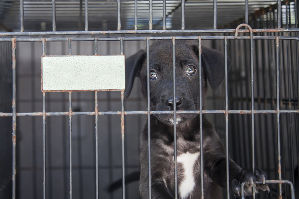 Another gas chamber at an animal shelter is banished to history, with a  dozen more to go · A Humane World