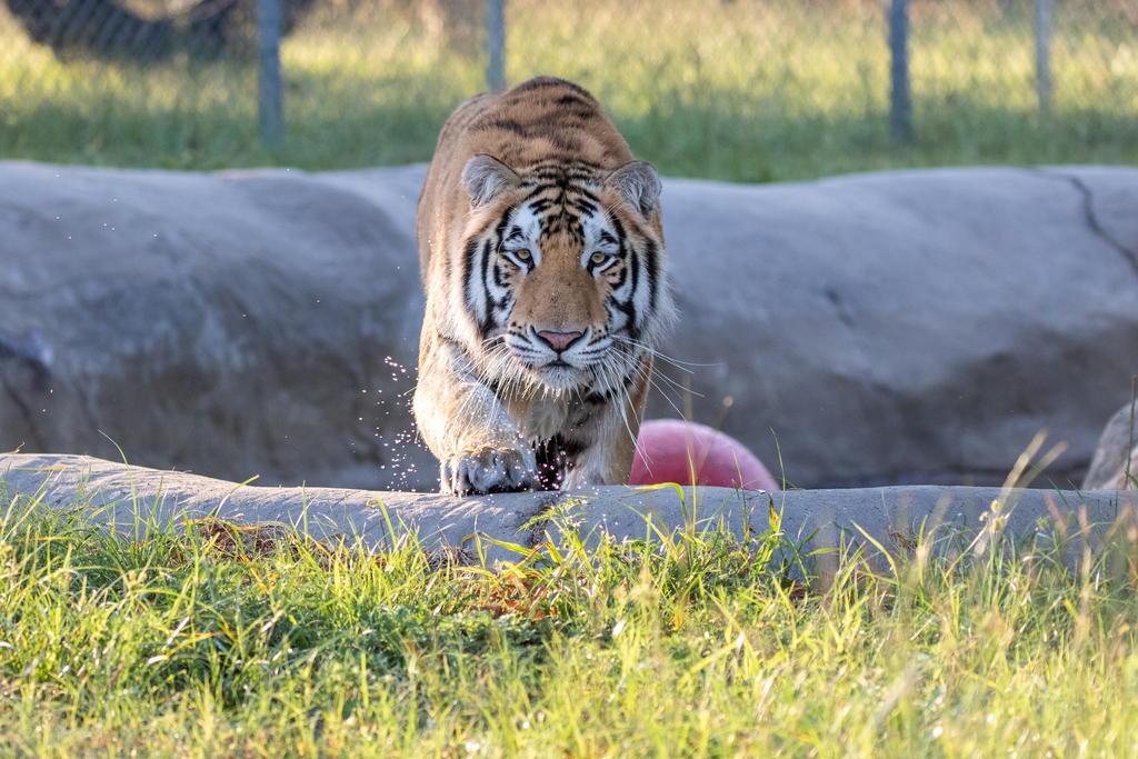 A year after his rescue from a Houston home, Loki the tiger enjoys sanctuary and reminds us why big cats are not pets