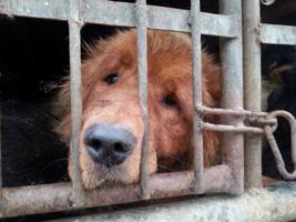 Chinese city moves to ban consumption of dog and cat meat, and wildlife, in wake of coronavirus