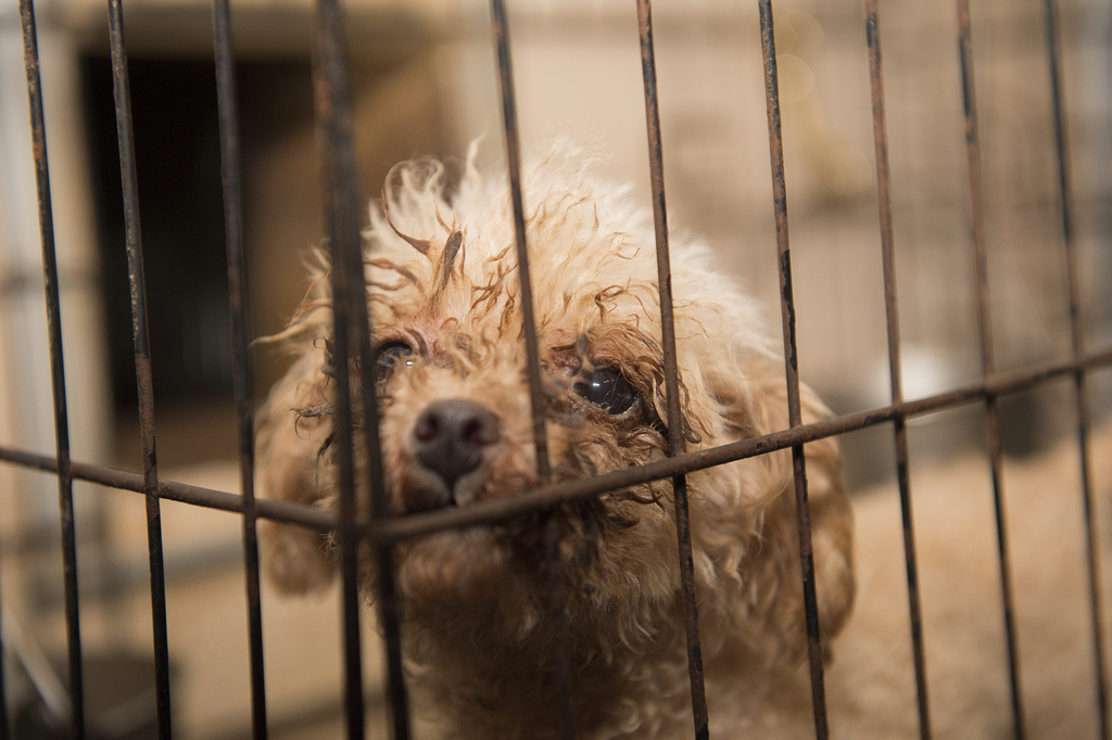 Judge issues hefty fine on Chelsea Kennel Club for selling sick animals, new report shows Nebraska Department of Agriculture routinely ignores puppy mill suffering