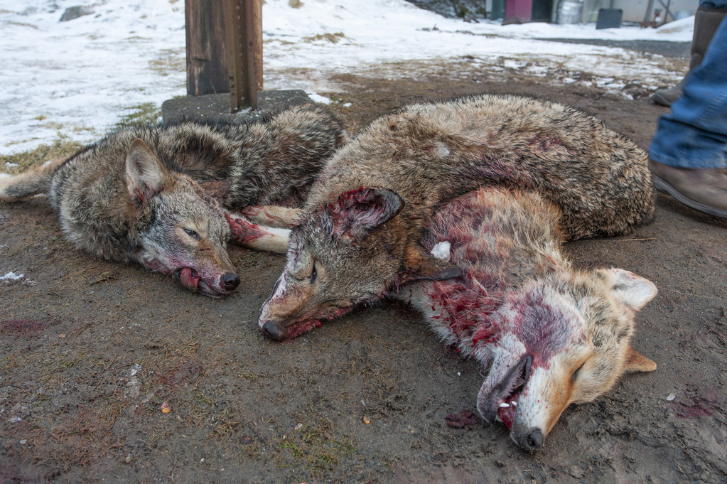 Undercover investigation exposes senseless rush to kill coyotes at New York wildlife killing contest