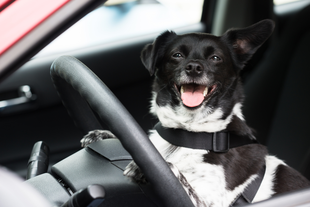 Help drive change for animals by donating your old car, filling out surveys, and more