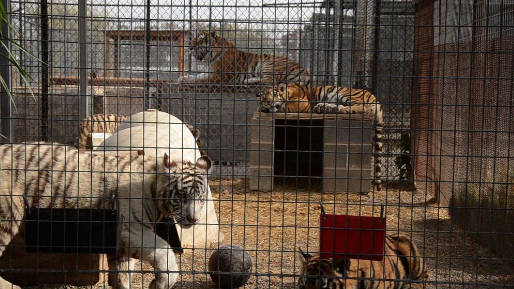Netflix’s ‘Tiger King’ is a wake-up call for ending private possession of big cats