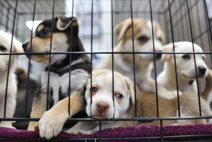 Consumers should beware of pet store puppy sales and internet scams