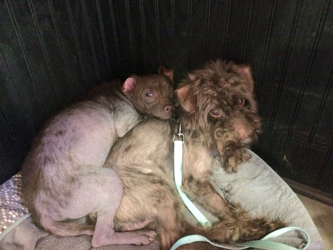 140+ dogs rescued from alleged neglect begin road to recovery at Florida shelters