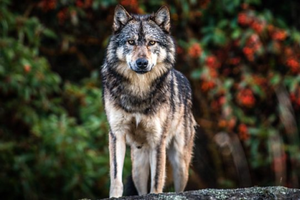 The killing of Takaya, Canada’s famous lone wolf, highlights urgent need to outlaw trophy hunting
